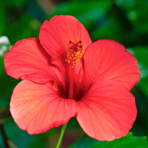 Estratto di fiori di ibisco